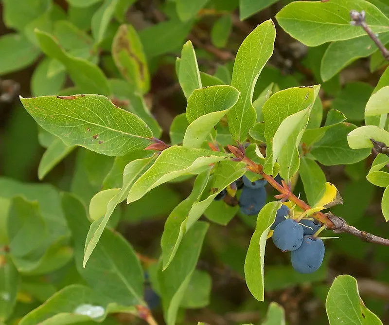 Blue Honeysuckle  120 Seeds  Honeyberry  Lonicera caerulea