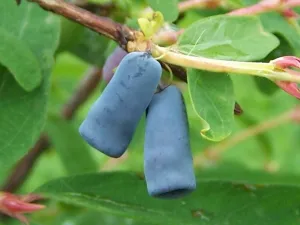 Blue Honeysuckle  120 Seeds  Honeyberry  Lonicera caerulea