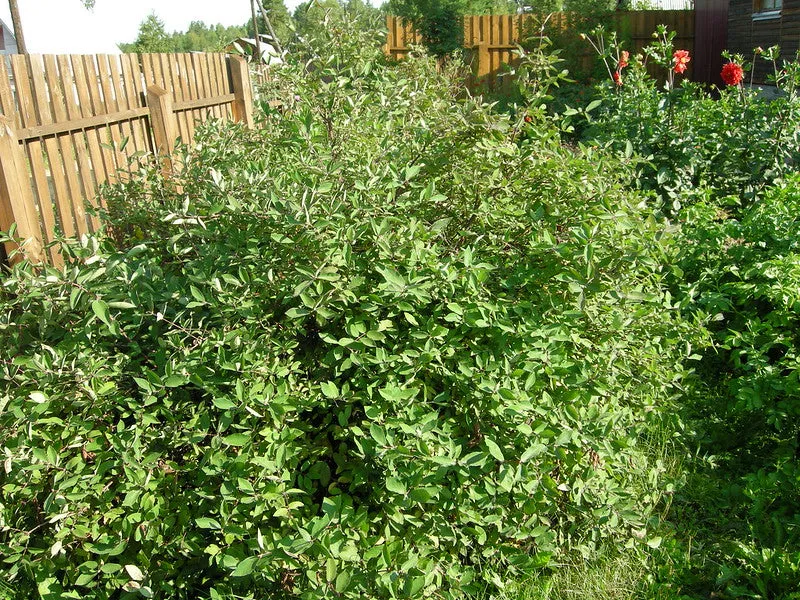 Blue Honeysuckle  120 Seeds  Honeyberry  Lonicera caerulea