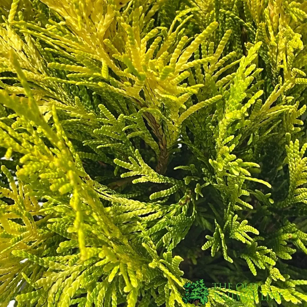 Thuja Plicata 'Goldy' Conifer 3Ltr Pot