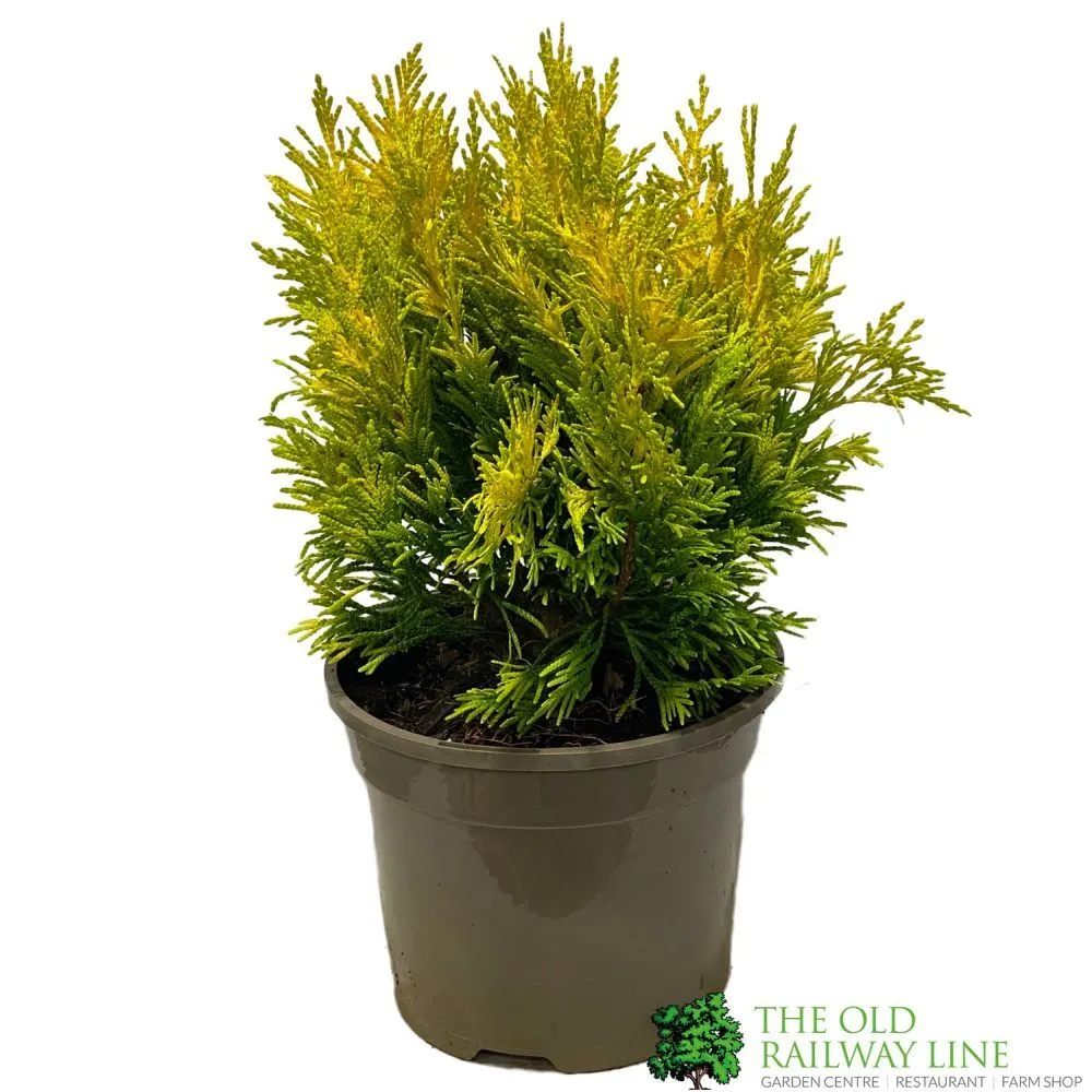 Thuja Plicata 'Goldy' Conifer 3Ltr Pot