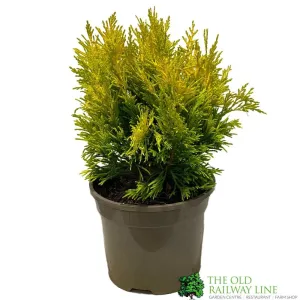 Thuja Plicata 'Goldy' Conifer 3Ltr Pot